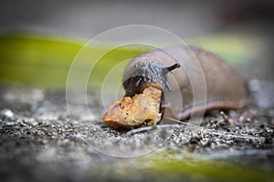 Funny hungry gourmand snail slug eating cep mushroom macro close up photo