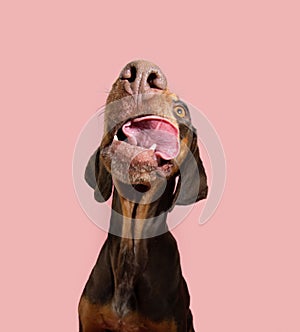 Funny hungry vizsla puppy dog licking its lips with tongue looking up. Isolated on pink background