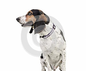 Funny hunt dog pose looking at the camera isolated on white.