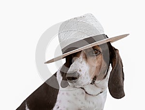 Funny hunt dog wearing a hat isolated on white.