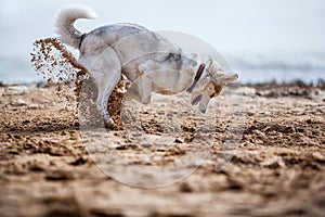 Funny Husky digging photo