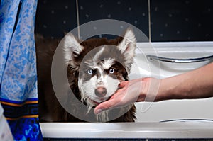 Funny husky dog in bathroom photo