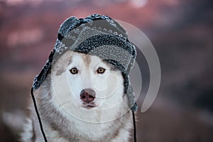 Funny husky dog is in black warm hat. happy dog breed siberian husky is on the snow in winter forest.