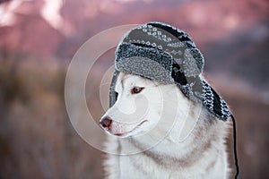 Funny husky dog is in black warm hat. happy dog breed siberian husky is on the snow in winter forest