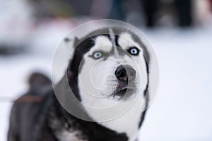 Funny Husky dog portrait, winter snowy background. Kind obedient pet on walking before sled dog training. Beautiful blue eyes