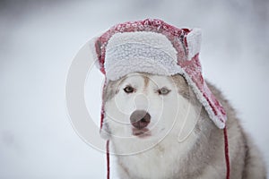 Funny husky dog is in red warm hat. Close-up portrait of cute dog breed siberian husky is on the snow in winter forest