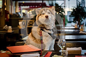 Funny husky dog siting at table in cafe