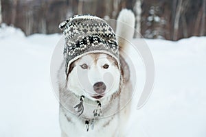 Funny husky dog is in wool hat. Close-up portrait of lovely dog breed siberian husky is on the snow in winter forest