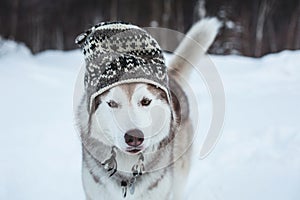 Funny husky dog is in wool hat. Close-up portrait of lovely dog breed siberian husky is on the snow in winter forest