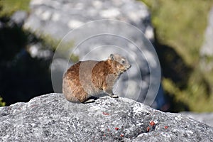 A funny hyrax is sitting on a stone at the Table Mountain in Cape Town in South Africa