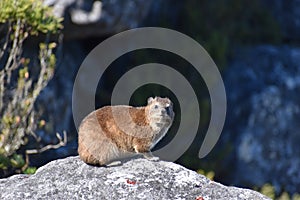 A funny hyrax is sitting on a stone at the Table Mountain in Cape Town in South Africa