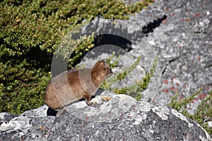 A funny hyrax is sitting on a stone at the Table Mountain in Cape Town in South Africa