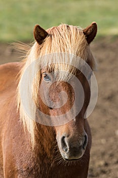 Funny icelandic horse smiling and laughing with large teeth. Selective focus on the teeth and nose.