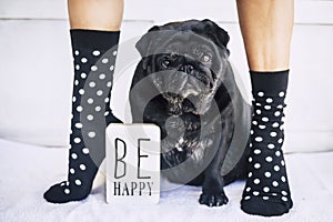 Funny image for be happy concept. caucasian young woman legs with nice and crazy socks and serious pug sitting in the middle.