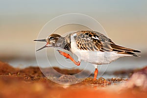 Funny image of bird. Ruddy Turnstone, Arenaria interpres, in the water, with open bill, Florida, USA. Wildlife scene from nature.