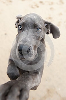 Funny image of a great Dane puppy