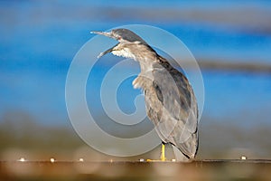 Funny image in nature, bird with open bill. Sea bird. Heron sitting on the rock cost. Heron sitting on the stone. Night heron, Nyc