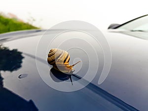 Funny image of small garden snail on modern car
