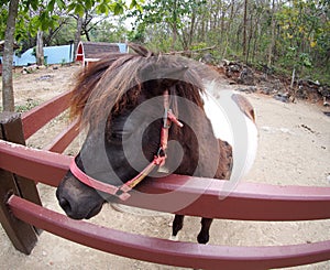 Funny image of a small size cute little white brown horse pony