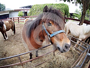 Funny image of a small size cute little white brown horse pony