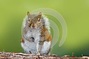 Funny image from wild nature. Gray Squirrel, Sciurus carolinensis, cute animal in the forest ground, Florida, USA. Squirrel sittin