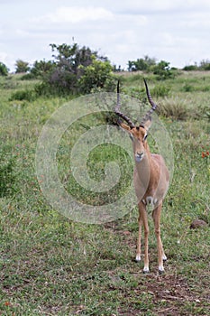 Funny impala Aepyceros melampus male ram sticking his tongue out looking annoyed