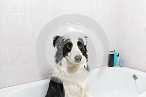 Funny indoor portrait of puppy dog border collie sitting in bath gets bubble bath showering with shampoo. Cute little dog wet in