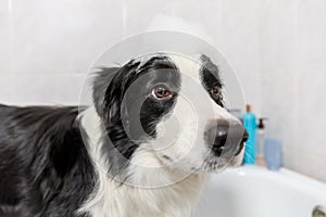 Funny indoor portrait of puppy dog border collie sitting in bath gets bubble bath showering with shampoo. Cute little dog wet in