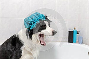 Funny indoor portrait of puppy dog border collie sitting in bath gets bubble bath wearing shower cap. Cute little dog in