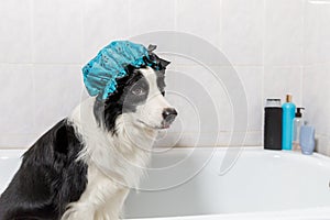 Funny indoor portrait of puppy dog border collie sitting in bath gets bubble bath wearing shower cap. Cute little dog in