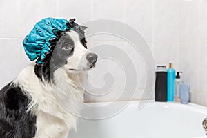 Funny indoor portrait of puppy dog border collie sitting in bath gets bubble bath wearing shower cap. Cute little dog in