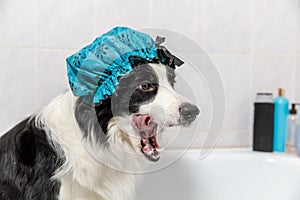 Funny indoor portrait of puppy dog border collie sitting in bath gets bubble bath wearing shower cap. Cute little dog in bathtub
