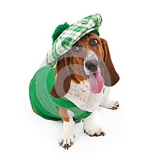 Funny Irish Basset Hound Dog