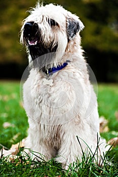 Funny irish soft coated wheaten terrier photo