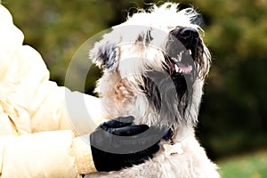 Funny irish soft coated wheaten terrier portrait photo