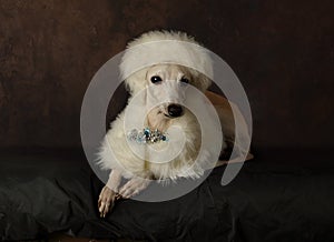 Funny Italian Greyhound dog dressed in fur clothes photo