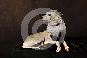 Funny Italian Greyhound dog wearing a dress