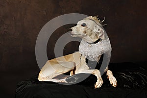 Funny Italian Greyhound dog wearing a dress photo