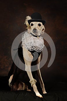Funny Italian Greyhound dog wearing a hat