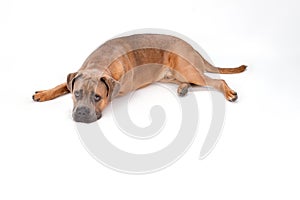 Funny italian mastiff cane corso, studio shot.