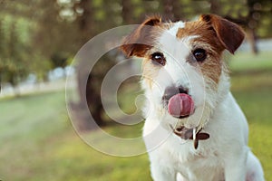 FUNNY JACK RUSSELL DOG LINKING HIS LIPS. NATURAL DEFOCUSED BACKGROUND