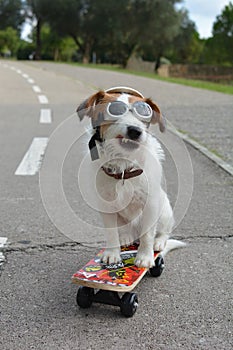 FUNNY JACK RUSSELL DOG SITTING IN A SKATEBOARD