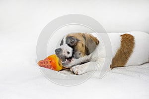 funny Jack Russell puppy dreams of a toy.