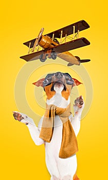 Funny Jack Russell Terrier Dog in aviator goggles trying to catch a toy wooden airplane.