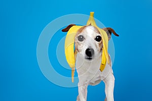 Funny Jack Russell Terrier dog with banana peel on head