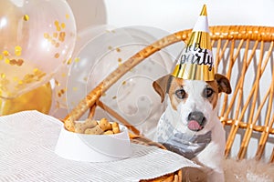 Funny Jack russell terrier dog in party hat. Birthday of pet. Bone cookie cake.