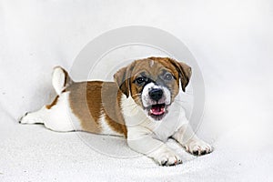 funny Jack Russell Terrier puppy barks while lying on the sofa.