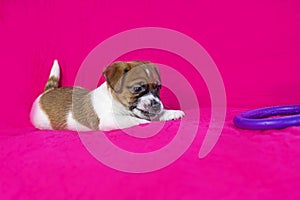 funny Jack Russell terrier puppy playing with a purple puller on a bright pink background