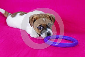 funny Jack Russell terrier puppy playing with a purple puller on a bright pink background