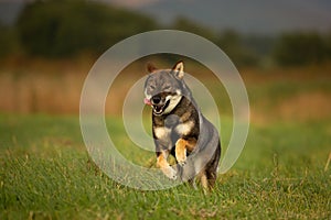 Funny Japanese shikoku dog having fun and running in the field